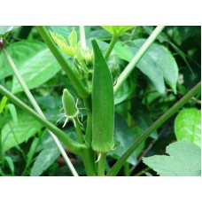 Okra (Bhindi) Seeds - 20 Seeds