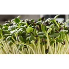 Sunflower seeds for Microgreens - 20 gms