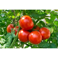 Tomato Seeds - 50 Seeds